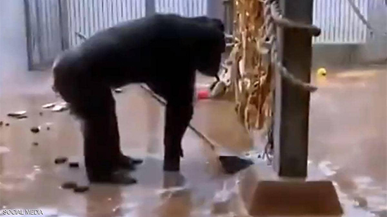 فيديو مذهل.. شمبانزي ينظف قفصه بالمكنسة 