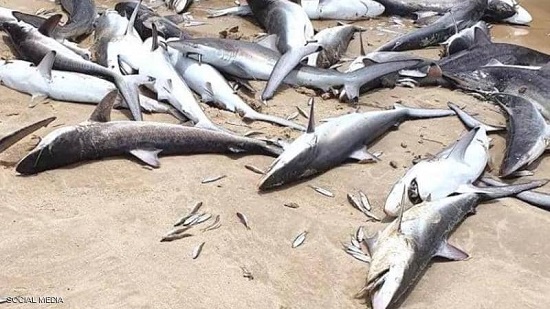 عثر على عشرات أسماك القرش وهي نافقة على شاطئ بأستراليا