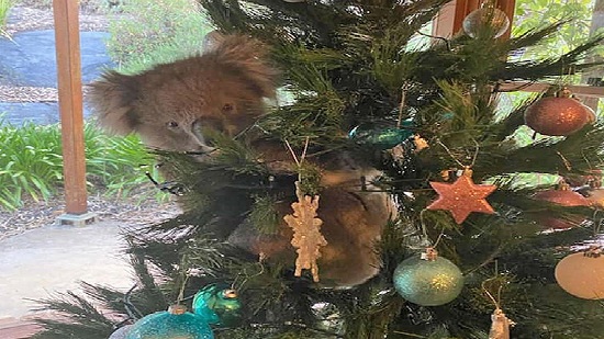 حيوان الكوالا يزين شجرة كريسماس