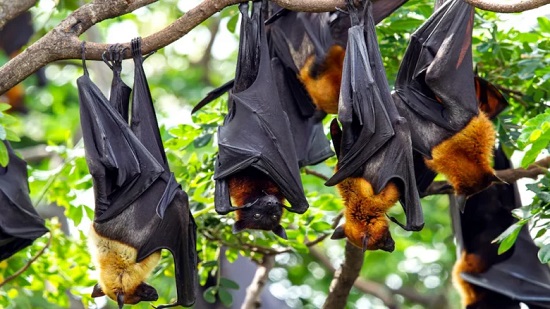 صدق أو لا تصدق.. الخفافيش لديها سر إبطاء شيخوخة الإنسان ومكافحة الأمراض