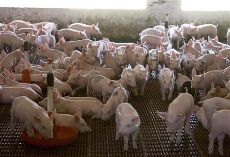"الصحة" تعرض على "الوزراء" خطة مواجهة إنفلونزا الخنازير