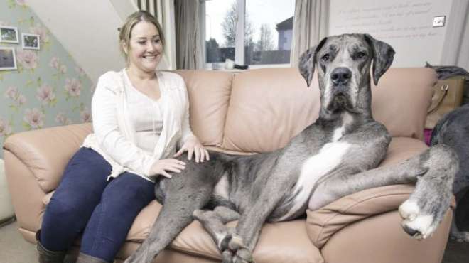 «فريدى» ينافس على لقب أطول كلب فى العالم