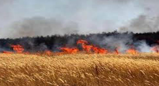 حريق هائل يلتهم 4 آلاف متر من القمح بطريق مطار المنيا الحربي