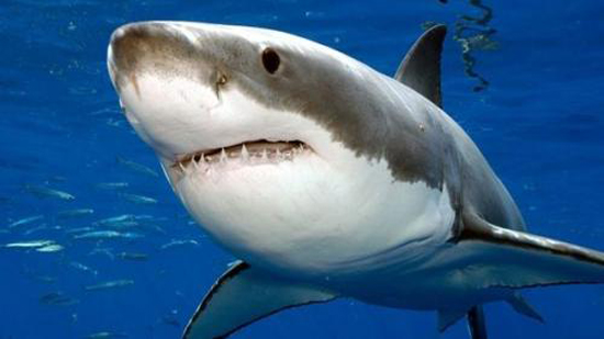 تعرف على نوعية سمك القرش التي هاجمت طالب في 