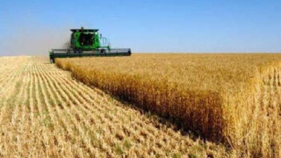  تصاعد حرب القمح ببن الحكومة و«النواب»