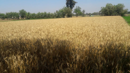  مصر تتسبب في ارتفاع سعر القمح عالميا