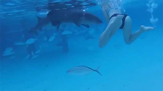 شاهد بالفيديو.. أمريكي يصور لحظة هجوم سمكة قرش على زوجته