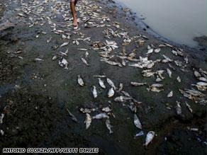 تقرير محافظة «أكتوبر» عن «أسماك المريوطية» يكشف ارتفاع معدلات إصابة المواطنين بالسرطان والفشل الكلوى بسبب التلوث