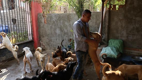 «راعي الكلاب».. فتح لهم مأوى وتبنى 40 كلبا ضالا (فيديو) 
