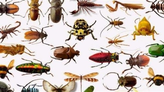 حقائق مذهلة حول الحشرات