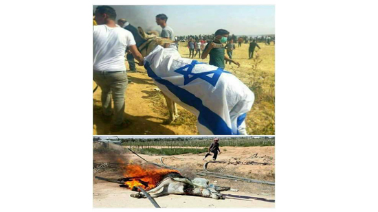 بعد وضع علم إسرائيل عليه.. حرق حمار في فلسطين