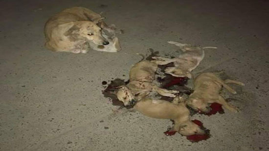 نشطاء يردون بالدين على حملات قتل الكلاب