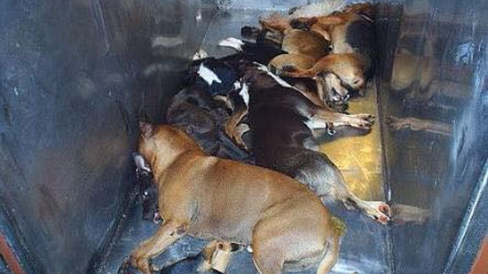  الطب البيطري يأخذ موافقة من محافظ القاهرة لقتل الكلاب بالغاز واستغاثات للرئيس