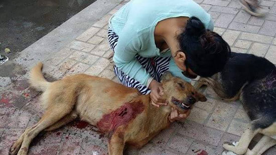 «الطب البيطري»: لسنا مسؤولين عن قتل كلاب الشوارع