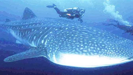 غطاسون يرصدون القرش «بهلول» قرب جزيرة الأخوين بالبحر الأحمر