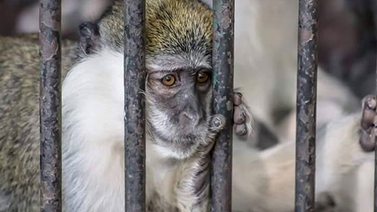 غوانتانامو الجيزة.. كيف أصبحت أقدم حديقة حيوان في العالم معتقل تعذيب للحيوانات بمصر ؟