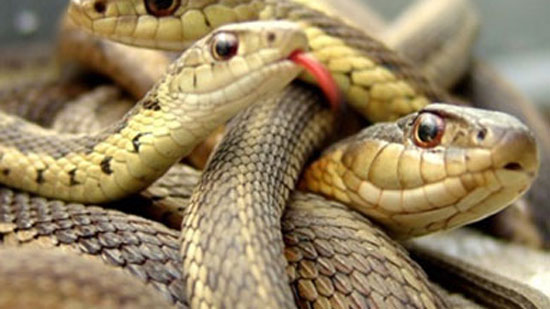 سكرتير محافظة المنوفية يكشف سبب انتشار الثعابين في شبرا بخوم