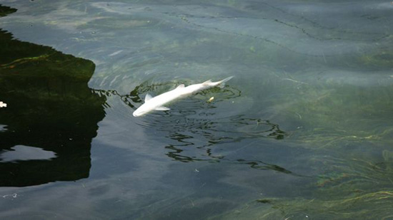  انتشلت السلطات السويسرية بالفعل نحو طن من الأسماك من نهر الراين