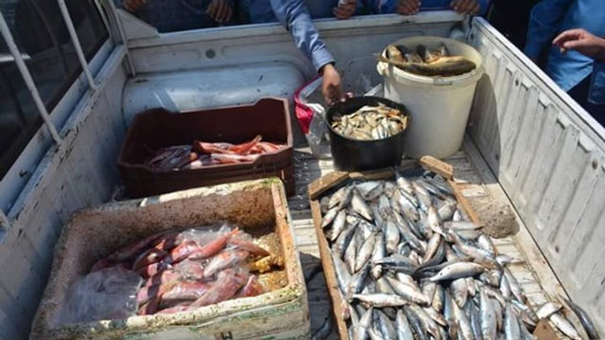  ضبط 175 طن أسماك غير صالحة للاستهلاك بالبحيرة قبل طرحها بالأسواق