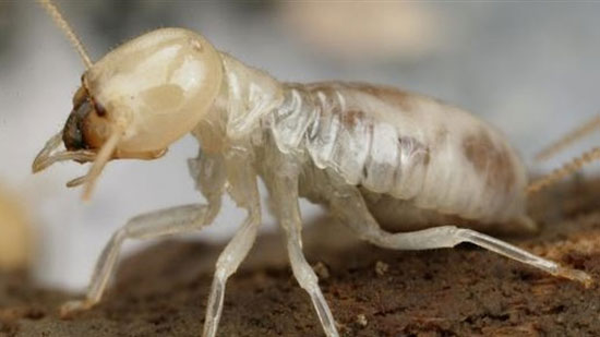 النمل الأبيض يهاجم مناطق شرق الإسكندرية واستغاثات من المواطنين