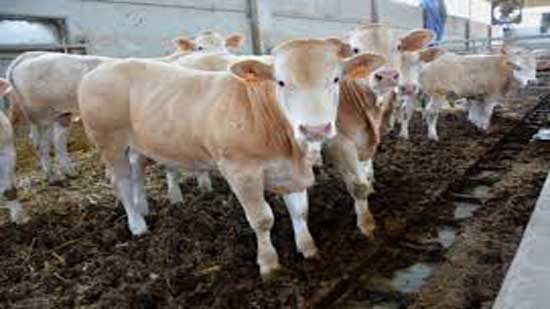 ذبح 67 رأس ماشية في المجازر الحكومية في اليوم الثالث من عيد الأضحى بالفيوم