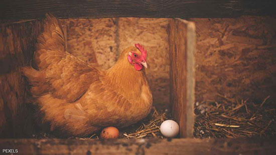  البيضة أولا أم الدجاجة؟.. العلماء يجيبون أخيرا