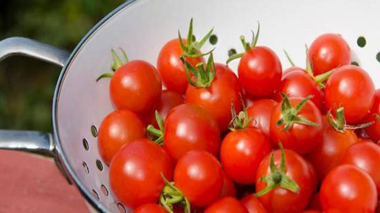 مزارعون عن فساد 500 فدان طماطم: 