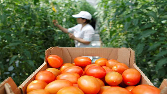 وزير الزراعة عن أزمة بذور الطماطم «المفيرسة»: المسؤولية تقع على الشركة المصدرة