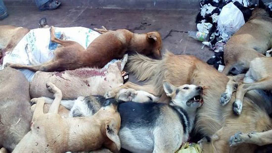بلاغ للنائب العام ضد الهيئة البيطرية لاستخدام سم محرم دوليًا لقتل الكلاب