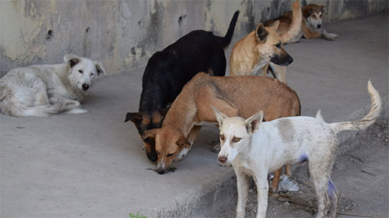 وزارة الزراعة المصرية : لا صحة من اتخاذ إجراءات لتصدير الكلاب إلى الدول الأسيوية 