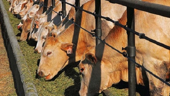  القبض على عصابة سرقة الماشية في محافظة سوهاج
