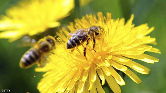 الديلي ميل: النحل يستطيع الجمع والطرح