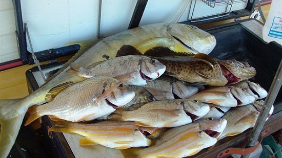  مشكلة كبيرة في أنهار أستراليا أدت لنفوق مليون سمكة