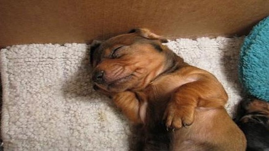 تجارب علمية تؤكد: الحيوانات تحلم.. الكلاب تمر بنفس مراحل نوم الإنسان.. الحيوان يبحث عن الراحة في عالم الأحلام أيضًا 