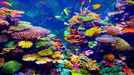 دراسة: الشعب المرجانية في حاجة من9 إلى 12 عاما لتتعافى تماما من الابيضاض
