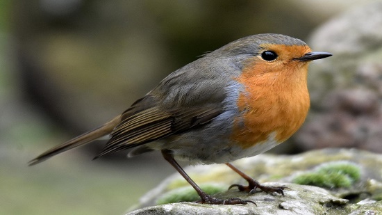 European Robin ..الطائر المحير للعلماء يتمتع بخاصية GPS  
