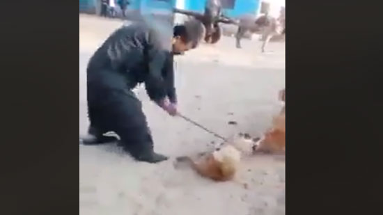 بالفيديو.. فلاح يقتل كلب بوحشية باستخدام عصا في الدقهلية
