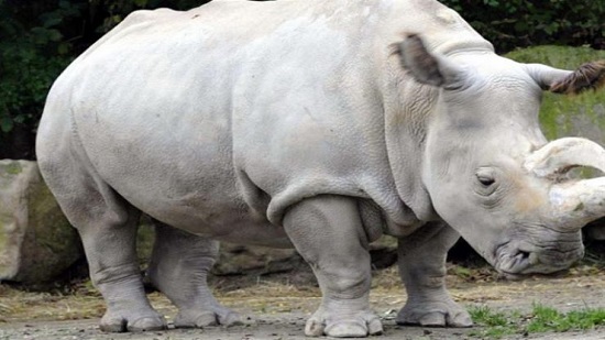 حيوان وحيد القرن الابيض