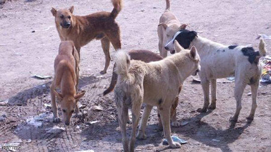 انعدام النظافة سبب لتزايد الكلاب في صنعاء