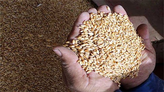 مصر تعرض مناقصة لشراء كمية غير محددة من القمح