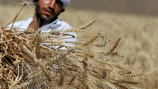 السلع التموينية المصرية تسدد مقابل الحبوب خلال 180 يوما بدلا من السداد الفوري