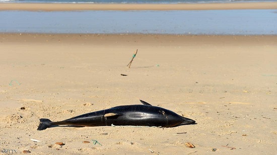 الدراسة تطرح فرضية غريبة لسبب اتجاه الدلافين إلى الشواطئ