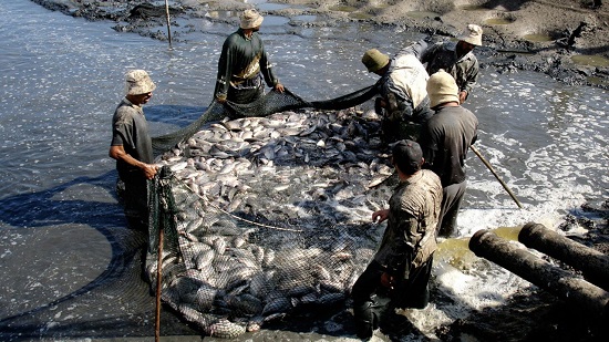 «الفاو» تطلق مشروعا للحفاظ على الثروة السمكية فى مصر
