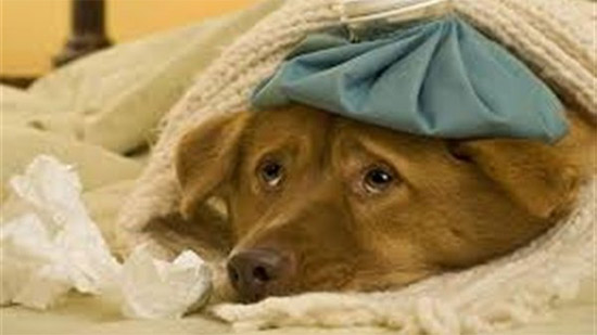 
نقابة البيطريين تكشف حقيقة إنفلونزا الكلاب
