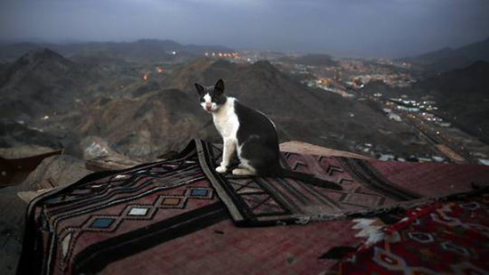 قطة على قمة جبل النور في مدينة مكة المكرمة