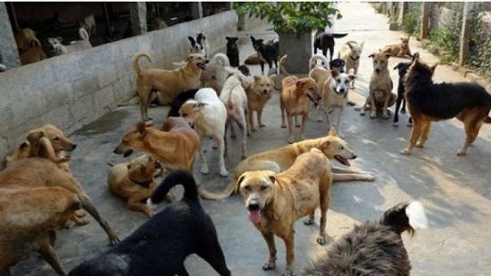  السلطات الأمريكية تحظر استيراد الكلاب المصرية
