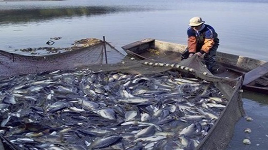  وزير الزراعة: مصر الأولى أفريقيًا والثامنة عالميًا في إنتاج الأسماك 