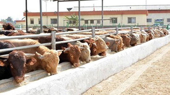 الزراعة: 189 ألف رأس ماشية مذبوحات خلال أبريل
