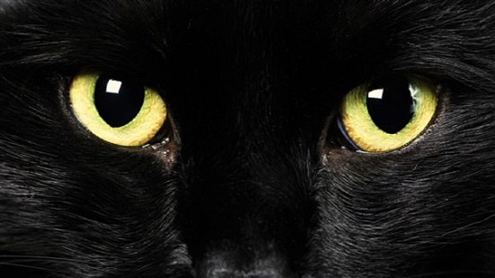 أبرزها القطط السوداء والرقم 13.. أشهر 10 خرافات يؤمن بها شعوب العالم