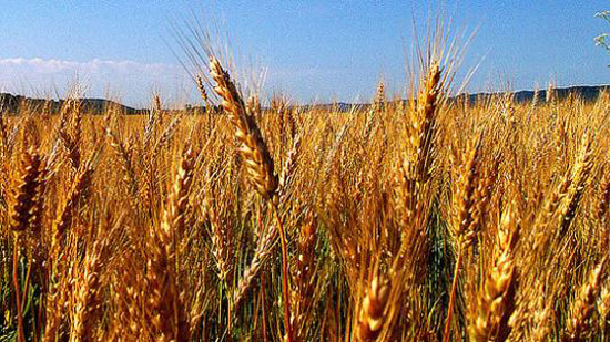  توريد 135284 طن من محصول القمح لـ15 موقع استلام في الفيوم